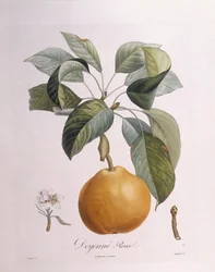 洋梨「ドイエンヌ・ルー」Henry Louis Duhamel du Monceau、Pierre Antoine Poiteau作のボタニカルプレート
