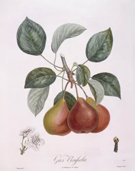 洋梨 "Gros Rousselet "Henry Louis Duhamel du Monceau、Pierre Antoine Poiteauによるボタニカルプレート