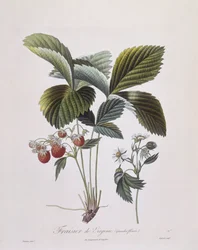 バージニア・ストロベリー（Fragaria virginiana）、Henry Louis Duhamel du Monceau、Pierre Antoine Poiteauによる植物画プレート