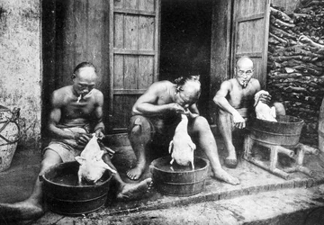 中国のアヒルの羽、「「サイゴンとその周辺」」、写真。 デューレフィル、c。 1900年。