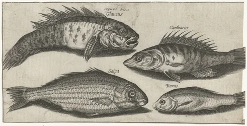 ボーグ、パーチ、ガジョン、そして未知の魚 釣り（連載タイトル） Piscivm vivae アイコン (シリーズ タイトル)