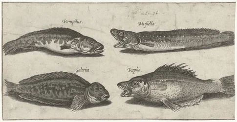 ガーフルコッド、ハタ、角のあるギンポと黒い魚; 魚類（シリーズ名）; Piscivm vivae icones（シリーズ名）