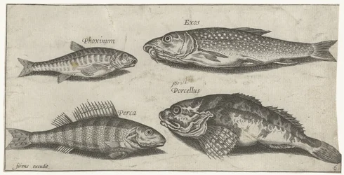 コイ、ミノー、ナマズ、パーチ 釣り（連載タイトル） Piscium v​​ivae アイコン (シリーズ タイトル)