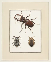 クワガタ、チェーファー、ゲールゲランデのカブトムシ、1755〜65年頃（紙に水彩）