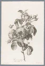 ホンダブラディジ ルース 百葉のバラ / Rosa centifolia L. (オブジェクトのタイトル) 自然が生んだ花 (…) (連載タイトル)