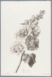 ストクロース 葵 / Alcea rosea L. (オブジェクトのタイトル) 自然が生んだ花 (…) (連載タイトル)