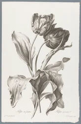 タルプ Garden Tulip / Tulipa gesneriana L. (オブジェクトのタイトル) 自然が生んだ花 (…) (連載タイトル)