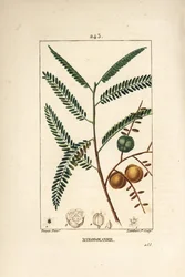 Amla (amala, amalaki), nepalese or indian currant, myrobolan emblique - Nepal or Indian gooseberry, Phyllanthus emblica, leaf, fruit and seed.ピエール・ジャン・フランソワ・トルパンが描いた絵から、ランバート・ジュニアが手彩色のスティプル銅版画を制作。