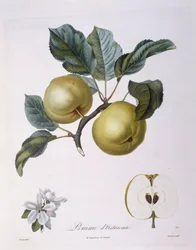 リンゴ「Pomme d