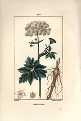 Benzoin or imperatoire - Masterwort, Imperatoria ostruthium, with flower, leaf and root.Chaumeton, Poiret and Chamberetの "La Flore Medicale "に掲載されたPierre Jean-Francois Turpinの絵をもとに、Lambert Juniorが手彩色のスティプル銅版画を描いたもの。
