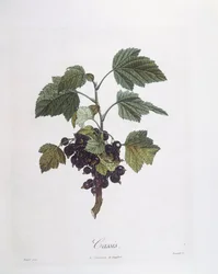 カシス（Ribes nigrum）またはカシス・ノワール・ド・ブルゴーニュ Henry Louis Duhamel du Monceau、ピエール・ジャン・フランソワ・トルパン作のボタニカルプレート