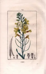 キャベツの花（Brassica oleracea）。Chaumeton, Poiret et Chamberetの "La Flore Medicale", Paris, Panckouckeに掲載されたPierre Jean-Francois Turpinの絵をもとにLambertが描いた手彩色のスティップル銅版画。