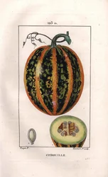 Botanical: Pumpkin - カボチャ（Cucurbita pepo）、種子と果実の断面。パリで出版されたChaumeton, Poiret et Chamberetの "La Flore Medicale "に掲載されたPierre Jean-Francois Turpinの絵をもとに、Lambertが手彩色のスティプル銅版画を制作。
