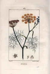 植物学の話フェンネル、ウイキョウ、Foeniculum vulgare。Chaumeton, Poiret et Chamberetの "La Flore Medicale", Paris, Panckouckeに掲載されたPierre Jean-Francois Turpinの図面をもとにLambertが描いた手彩色のスティップル銅版画。