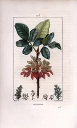 植物学：「ピスタチオ、枝と果実（ピスタチオの実のなる木、Pistacia vera、枝、葉、熟した果実を持つ。ピエール・ジャン・フランソワ・テュルパンが描いた絵をランベール・ジュニアが手彩色のスティプル銅版画で表現したもの。
