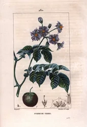 植物学：じゃがいも - じゃがいもの植物、花、果実、Solanum tuberosum。Chaumeton, Poiret et Chamberetの "La Flore Medicale", Paris, Panckouckeに掲載されたPierre Jean-Francois Turpinの絵をもとにLambertが描いた手彩色のスティップル銅版画。