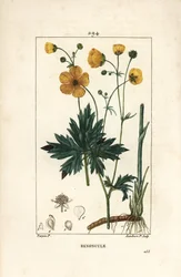 キンポウゲ - 花、葉、茎、根を持つ直立したカラスノエンドウ（Ranunculus acris）。Chaumeton, Poiret and Chamberetの "La Flore Medicale, Pa "に掲載されているPierre Jean-Francois Turpinの絵をもとにLambert Juniorが描いた手彩色のスティップル銅版画。