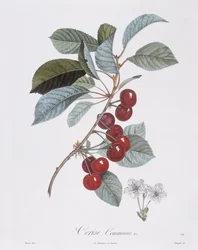 桜の木（Prunus avium）、Henry Louis Duhamel du Monceau、Pierre Jean Francois Turpinによる植物画プレート