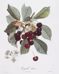 桜の木（Prunus avium）、Henry Louis Duhamel du Monceau、Pierre Jean Francois Turpinによる植物画プレート