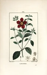 クレタ島のシスタス - ガムシスタス（Cistus creticus）。Chaumeton, Poiret and Chamberetの "La Flore Medicale, Paris, Panckoucke "に掲載されたPierre Jean-Francois Turpinの図からLambert Juniorが描いた手彩色のスティップル銅版画。