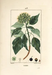 クライミングアイビー - 一般的なツタ、Hedera helix（ヘデラ・ヘリックス）。Chaumeton, Poiret and Chamberetの "La Flore Medicale, Paris, Panckoucke "に掲載されたPierre Jean-Francois Turpinの絵をもとにLambert Juniorが描いた手彩色のスティプル銅版画。