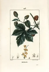 クライミングホップ - ホップ、Humulus lupulus。Chaumeton, Poiret and Chamberetの "La Flore Medicale", Paris, Panckouckeに掲載されたPierre Jean-Francois Turpinの絵をもとにLambert Juniorが描いた手彩色のスティップル銅版画。