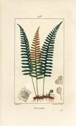 一般的なポリポディ - 葉、種子、根を持つポリポディファーン（Polypodium vulgare）。Chaumeton, Poiret and Chamberetの "La Flore Medicale, Paris, P. "に掲載されているPierre Jean-Francois Turpinの絵をもとにLambert Juniorが描いた手彩色のスティプル銅版画。
