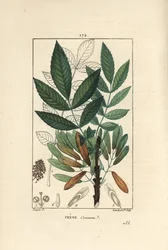 トネリコ（Fraxinus excelsior）の枝、葉、種、葉の輪郭。ショーメトン、ポワレ、シャンベルエの "