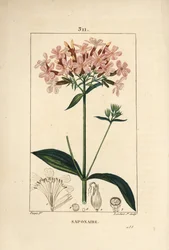 花、葉、茎、種を持つ、普通のソープワート（Saponaria officinalis）。Chaumeton, Poiret and Chamberetの "La Flore Medicale, Paris, Panck "に掲載されたPierre Jean-Francois Turpinの絵をもとにLambert Juniorが描いた手彩色のスティプル銅版画。