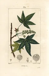 アメリカのコパルムまたはリキッドアンバー - ストラックスまたはリキッドアンバー、リキッドアンバー・スティラシフルア（Liquidambar styraciflua）。Chaumeton, Poiret and Chamberetの "La Flore Medicale, Pa "に掲載されているPierre Jean-Francois Turpinの絵からLambert Juniorが描いた手彩色のスティップル銅版画。
