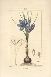 クロッカス（Crocus）：花、葉、茎、球根、聖痕を示すサフラン・クロッカス（Crocus sativus）。Chaumeton, Poiret and Chamberetの "La Flore Medicale "からPierre Jean-Francois Turpinが描いたものをLambert Juniorが手彩色のスティプル銅版画にしたもの。