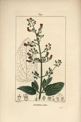 Ear scrofulary - 花、葉、茎、種、葉の輪郭を持つ水イチゴ（Scrophularia aquatica）。Chaumeton, Poiret and Chamberetの "La F. "からPierre Jean-Francois Turpinが描いた絵をLambert Juniorが手彩色のスティプル銅版画にしたもの。