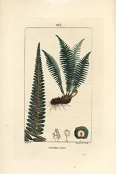 Fergere male - 雄のシールドシダ、Dryopteris filix-mas。Chaumeton, Poiret et Chamberetの "La Flore Medicale", Paris, PanckouckeのPierre Jean-Francois Turpinの絵をLambert Juniorが手彩色したスティップル銅版画。