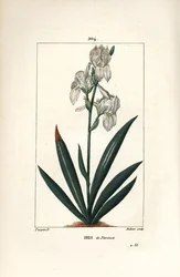 フロレンティン・アイリス、フローレンス・アイリス - Florentine Iris, Iris florentina, flower and leaf.ショーメトン、ポワレ、シャンベの "La Flore Medicale"（パリ、パン）に掲載されたピエール・ジャン・フランソワ・テュルパンの絵をデュボアが手彩色で銅版画にしたもの。
