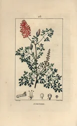 Fumeterre officinaleまたはFoot de Celine - 花、葉、種が描かれたFumaria officinalis（フマリア・オフィシナリス）。Chaumeton, Poiret et Chamberetの「L」に掲載されたPierre Jean-Francois Turpinの絵をもとにLambert Juniorが描いた手彩色のスティプル銅版画。
