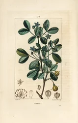 ガイアック（聖なる木）、生命の木 - Guaiacum, Guajacum officinale.Chaumeton, Poiret and Chamberetの "La Flore Medicale", Paris, Panckouckeに掲載されたPierre Jean-Francois Turpinの絵をもとにLambert Juniorが描いた手彩色のスティプル銅版画。