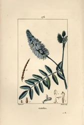 Galega - 花、葉、種を持つヤギのルー（Galega officinalis）。ショーメトン、ポワレ、シャンベの "La Flore Medicale"（パリ、パンクック）に掲載されたピエール・ジャン＝フランソワ・テュルパンの絵をデュボアが手彩色のスティプル銅版画にしたもの。