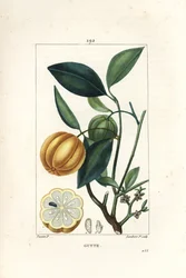 Garcinia gummi gutta or Malabar Tamarinier, Gambooge, Brindall Bay - Gum guttae tree, Cambogia gutta, with fruit, leaf, flower and fruit in section.ピエール・ジャン・フランソワ・テュルパンの絵からランバート・ジュニアが描いた手彩色のスティプル銅版画