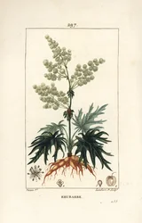 ガーデン・ルバーブ - 花、茎、葉、種、根を持つルバーブ（Rheum rhabarbarum）。Chaumeton, Poiret and Chamberetの「La F」に掲載されたPierre Jean-Francois Turpinの絵をもとにLambert Juniorが描いた手彩色のスティプル銅版画。
