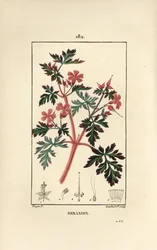 ゼラニウム草 a Robert - Hert Robert, Geranium robertianum.Chaumeton, Poiret and Chamberetの "La Flore Medicale, Paris, Panckoucke "に掲載されたPierre Jean-Francois Turpinの絵をもとにLambert Juniorが描いた手彩色のスティップル銅版画。