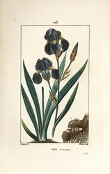 ジャーマンアイリス（ガーデンアイリス） - 青色の花、アイリス・ゲルマニカ（Iris germanica）、葉、花、根。パリで出版されたChaumeton, Poiret and Chamberetの "La Flore Medicale "に掲載されたPierre Jean-Francois Turpinの絵をもとにDuboisが描いた手彩色のスティプル銅版画。