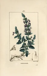 Germandree petit oak - Germander, Teucrium chamaedrys.Chaumeton, Poiret and Chamberetの "La Flore Medicale, Paris, Panckoucke "に掲載されたPierre Jean-Francois Turpinの絵からLambert Juniorが描いた手彩色のスティップル銅版画。