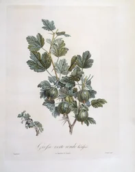 グーズベリー（Ribes uva-crispa）、Henry Louis Duhamel du Monceau、Pierre Jean Francois Turpinによるボタニカルプレート