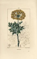 ガルバヌム（Ferula gummosa）の花、葉、種を示したもの。Chaumeton, Poiret et Chamberetの "La Flore Medicale "に掲載されたPierre Jean-Francois Turpinの絵をもとにLambert Juniorが描いた手彩色のスティプル銅版画。