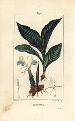 花、葉、茎、根茎を持つヒマラヤクロッカス（Zedoary, Koempferia rotunda）。Chaumeton, Poiret and Chamberetの "La Flore Medicale "に掲載されたPierre Jean-Francois Turpinの絵をもとにLambert Juniorが描いた手彩色のスティプル銅版画。