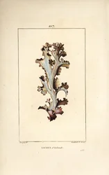 アイスランドの地衣類またはアイスランドのコケ - アイスランドの地衣類、Lichen islandicus。Chaumeton, Poiret and Chamberetの "La Flore Medicale, Paris, Panckoucke "に掲載されているPierre Jean-Francois Turpinの絵からLambert Juniorが描いた手彩色のスティップル銅版画。