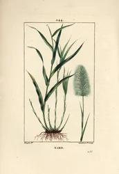 インディアン・ナード（Spicanard） - スピケナード（Spikenard, Andropogon nardus）の葉、根、花を描いたもの。Chaumeton, Poiret and Chamberetの "La Flore Medi "からPierre Jean-Francois Turpinが描いたものをLambert Juniorが手彩色のスティプル銅版画にしたもの。