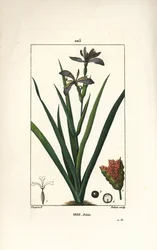 臭いアヤメ（Iris fetide or iris leg, stinking iris） - 花、葉、種ポッドを持つ臭いアヤメ（Iris foetida）。ピエール・ジャン・フランソワ・テュルパンが描いた絵をデュボアが手彩色でスティプル銅版画にしたもので、ショーメトン、ポワレ、シャンベの「ラ・フローレ・メディ」に収録されています。