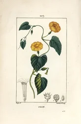 ジャラップ（Convolvulus jalappa）。Chaumeton, Poiret and Chamberetの "La Flore Medicale", Paris, Panckouckeに掲載されたPierre Jean-Francois Turpinの図からLambert Juniorが描いた手彩色のスティップル銅版画。