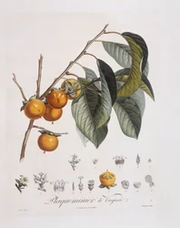 日本の柿（Diospyros kaki）、Henry Louis Duhamel du Monceau、Pierre Jean Francois Turpinによるボタニカルプレート